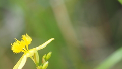 Tricoryne muricata