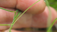 Tricoryne muricata