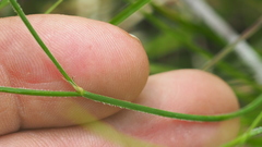 Tricoryne muricata