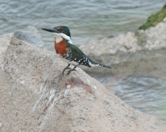 Chloroceryle americana