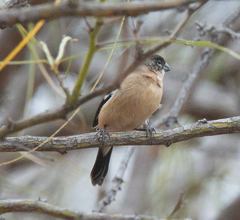 Sporophila morelleti