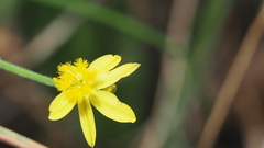 Tricoryne muricata