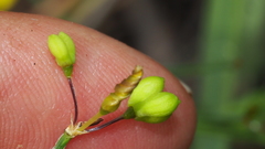 Tricoryne muricata