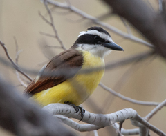 Pitangus sulphuratus