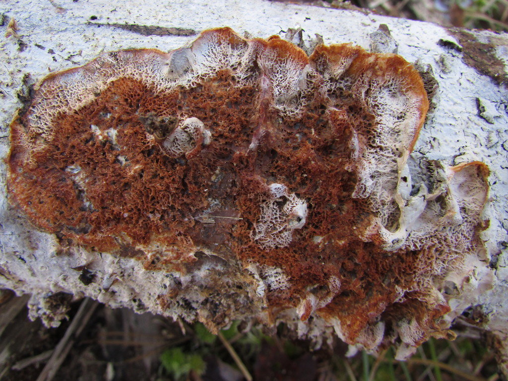 Sistotrema coroniferum