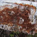 Sistotrema coroniferum - Photo (c) maricel patino, alguns direitos reservados (CC BY-NC), uploaded by maricel patino