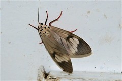 Amerila astreus