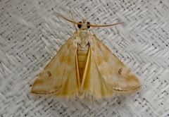 Hellula hydralis