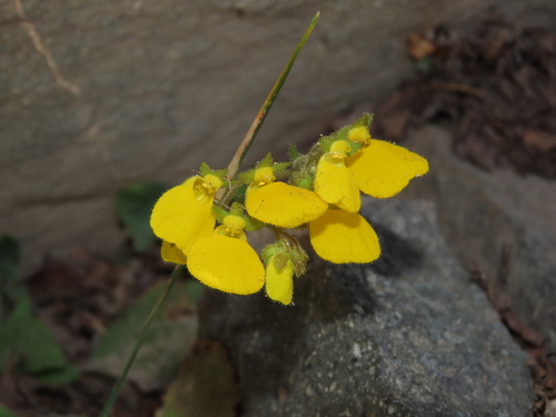 Calceolaria williamsii (Calceolaria williamsii)