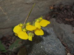 Calceolaria williamsii