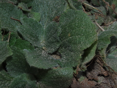 Calceolaria williamsii