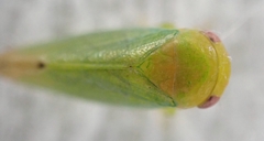 Hyalojassini