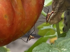 Telostylinus lineolatus