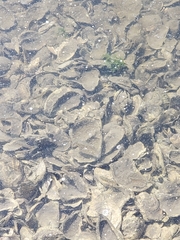 Fundulus heteroclitus