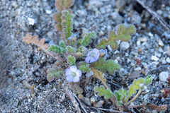 Phacelia stellaris