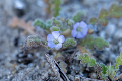 Phacelia stellaris