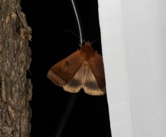 Ophiusa trapezium