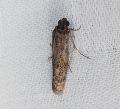 Phycita cirrhodelta