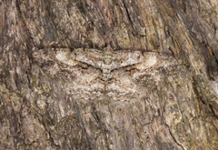 Psilalcis galsworthyi