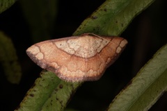Pylargosceles steganioides