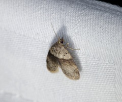 Stictane rectilinea chinesica