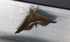 Throana pectinifer