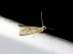 Ectomyelois ceratoniae