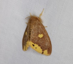 Euproctis quadrangularis