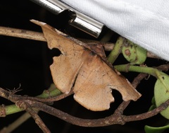 Fascellina chromataria