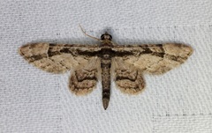 Gymnoscelis tristrigosa