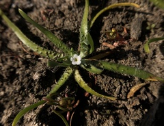 Plagiobothrys humistratus
