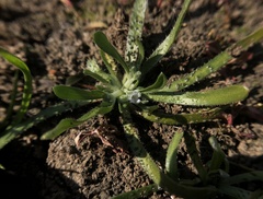 Plagiobothrys humistratus