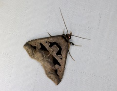 Tephriopis divulsa