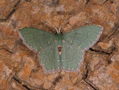 Hemithea marina