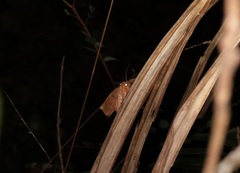 Hypopyra vespertilio