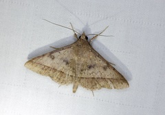 Hypospila bolinoides