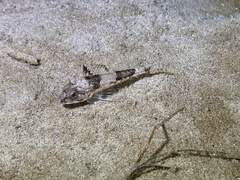 Chitonotus pugetensis