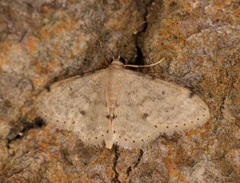 Idaea ptyonopoda