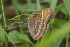 Opoptera syme