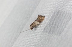 Epermenioidea