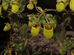 Calceolaria paralia