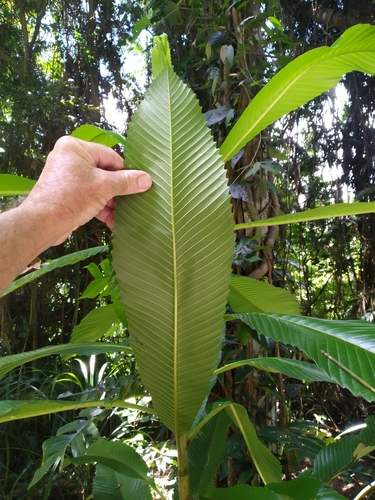 Dillenia indica