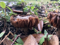 Basidiomycota