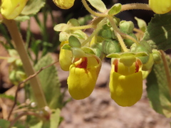 Calceolaria paralia