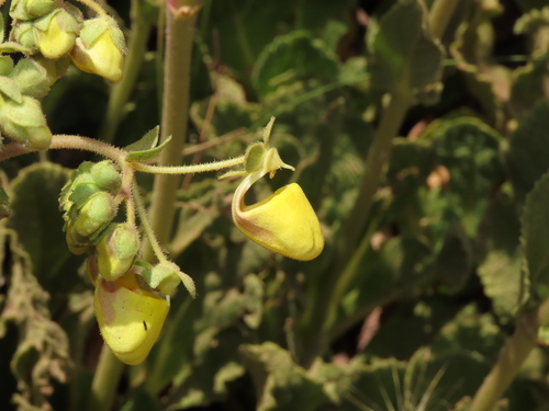 Calceolaria paralia, photograph 6