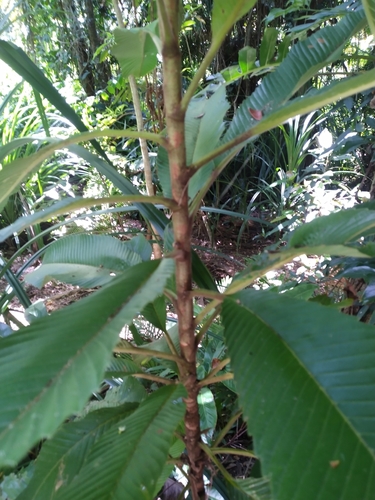 Dillenia indica