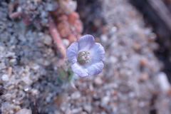 Phacelia stellaris