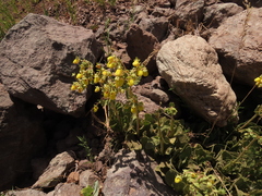 Calceolaria paralia
