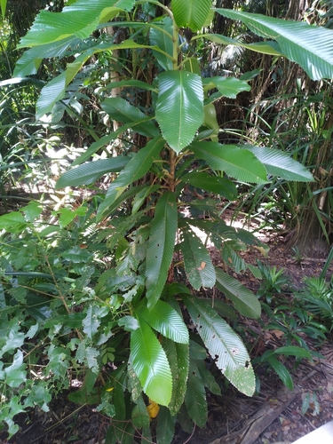 Dillenia indica