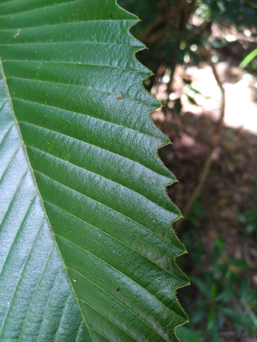 Dillenia indica